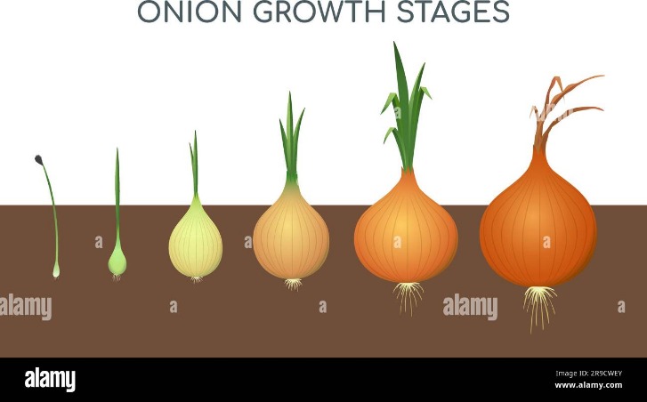 .onion dark web