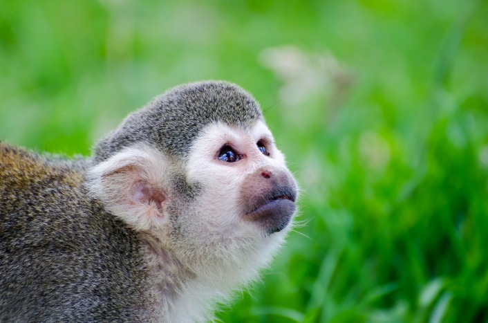 monkey xtc pill