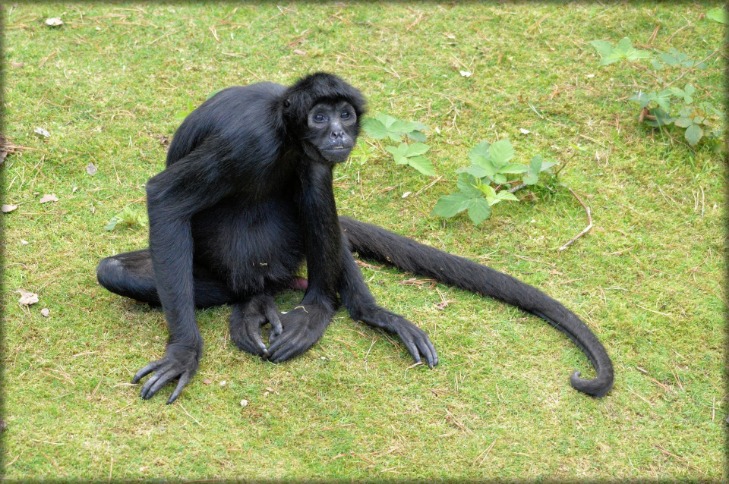monkey x pill