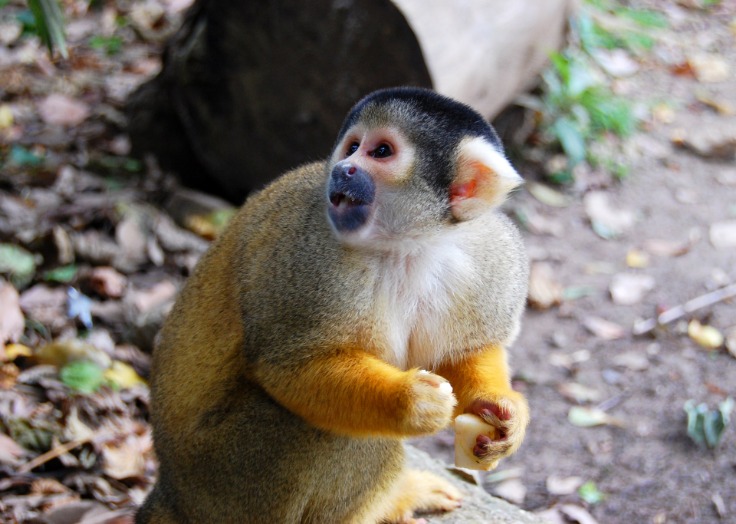 monkey x pill