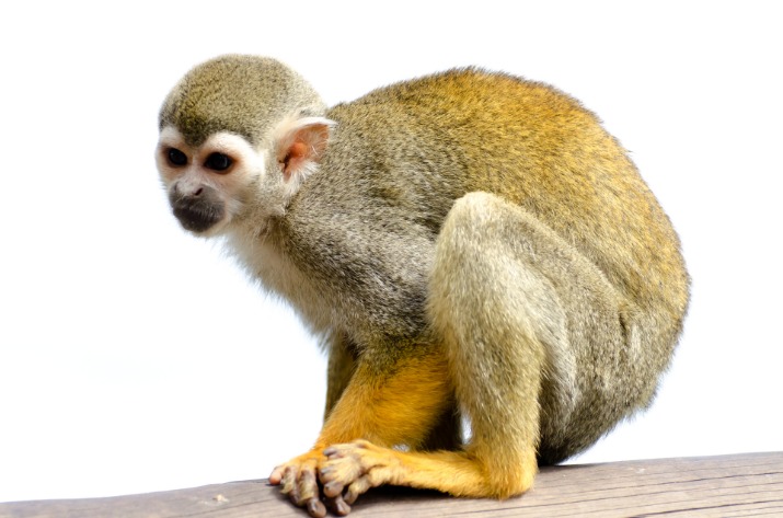 monkey x pill