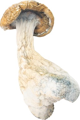 dark net market links 2026