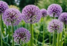 onion domain and kingdom