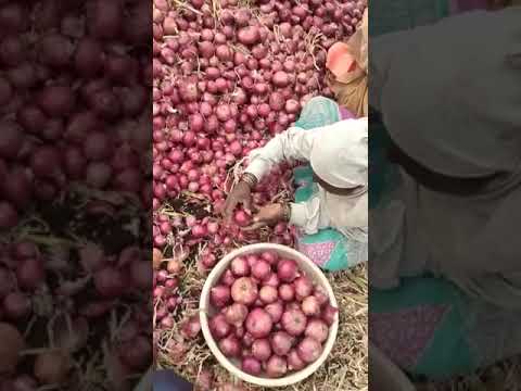 onion live links