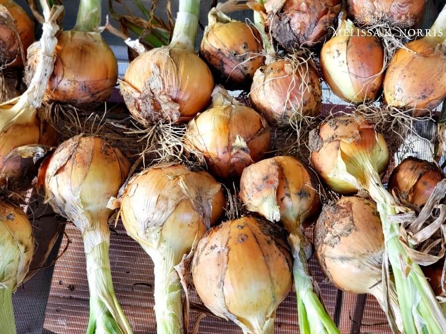 onions links