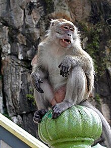 monkey xtc pill